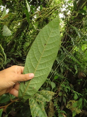 Annona cherimolioides