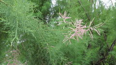 Tamarix ramosissima