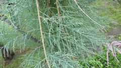 Tamarix ramosissima