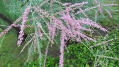 Tamarix ramosissima
