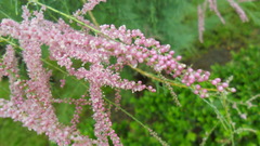 Tamarix ramosissima