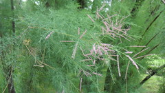 Tamarix ramosissima