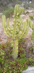 Euphorbia ammak
