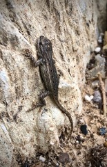 Sceloporus cowlesi