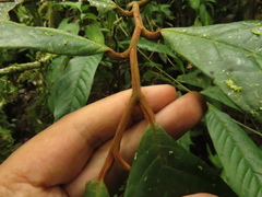 Annona cherimolioides