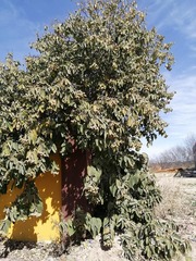 Cordia boissieri