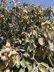 Cordia boissieri