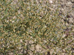 Eriogonum brachyanthum