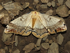 Arsenura polyodonta
