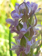 Dactylorhiza incarnata incarnata