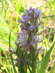 Dactylorhiza incarnata incarnata