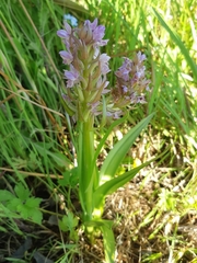 Dactylorhiza incarnata incarnata