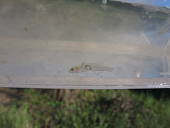 Gobiopterus macrolepis