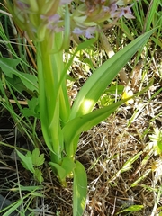 Dactylorhiza incarnata incarnata