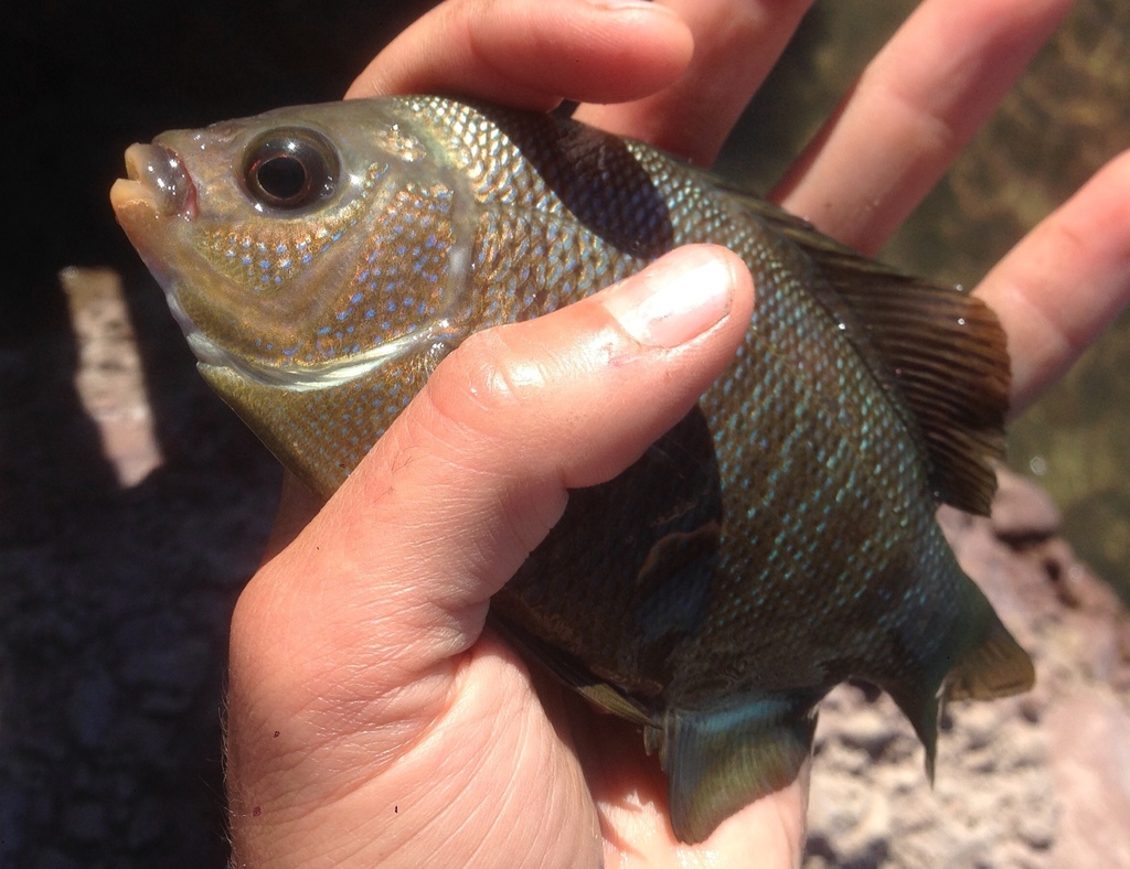 Black Perch