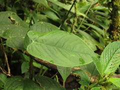 Anthurium myosuroides