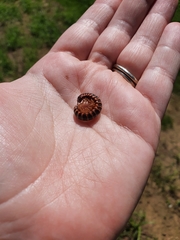 Semionellus placidus