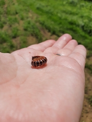 Semionellus placidus