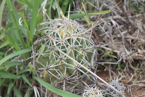 Thelocactus leucacanthus