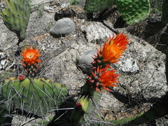 Opuntia stenopetala