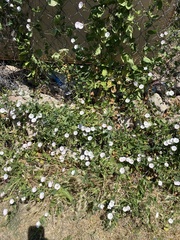 Convolvulus arvensis