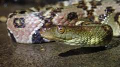 Trimerodytes aequifasciatus