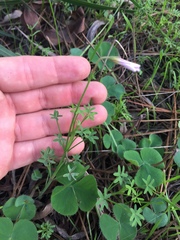 Oxalis livida