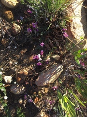 Indigofera equimontana