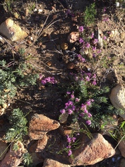 Indigofera equimontana