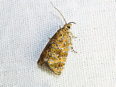 Olethreutes astrologana
