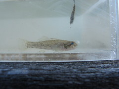 Pseudogobius taijiangensis