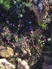 Indigofera equimontana