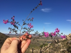 Indigofera equimontana
