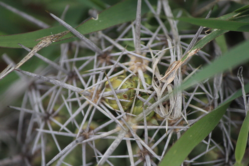 Thelocactus leucacanthus