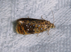 Olethreutes astrologana