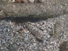 Ctenogobiops pomastictus