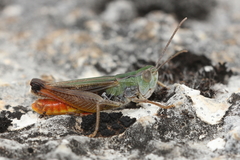 Stenobothrus fischeri