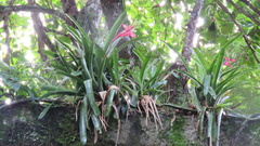 Billbergia amoena