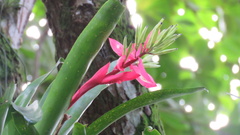 Billbergia amoena