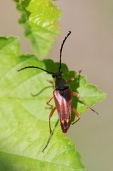 Typocerus acuticauda