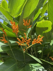 Stromanthe jacquinii