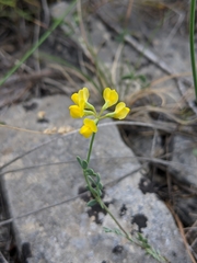 Coronilla minima lotoides