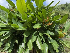 Stromanthe jacquinii