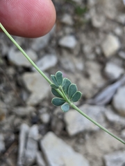 Coronilla minima lotoides