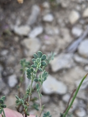 Coronilla minima lotoides