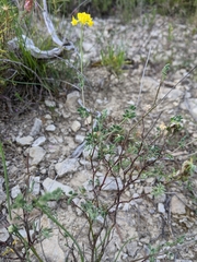 Coronilla minima lotoides