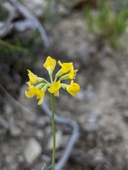 Coronilla minima lotoides