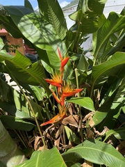 Heliconia psittacorum × spathocircinata