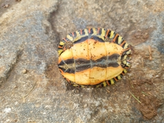 Rhinoclemmys pulcherrima manni