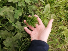Heracleum sosnowskyi